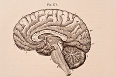 A medical illustration of the human brain from 'Quain's Elements of Anatomy, Eighth Edition, Vol.II' (by William Sharpey MD, LLD, FRS L&E, Allen Thomson, MD, LLD, FRS L&E, and Edward Albert Schafer) depicts the right half of the brain divided by a vertical antero-posterior section, 1876. 