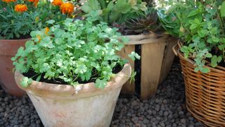 How to grow cilantro in pots
