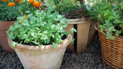 How to grow cilantro in pots