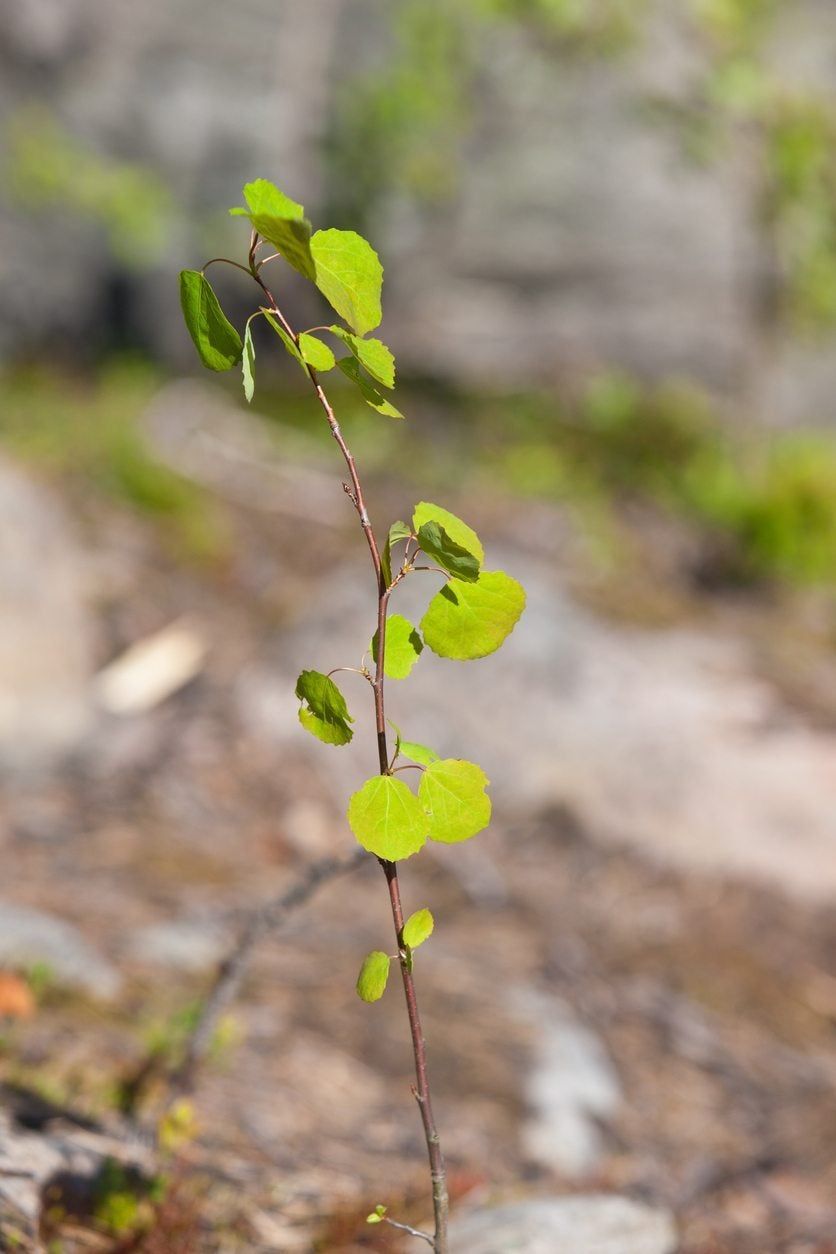 Aspen Seedling Plant