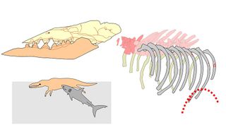 Assembly of the ancient whale skeleton, showing the position of large tooth marks on ribs (dotted red line) indicating an attack by a large shark.