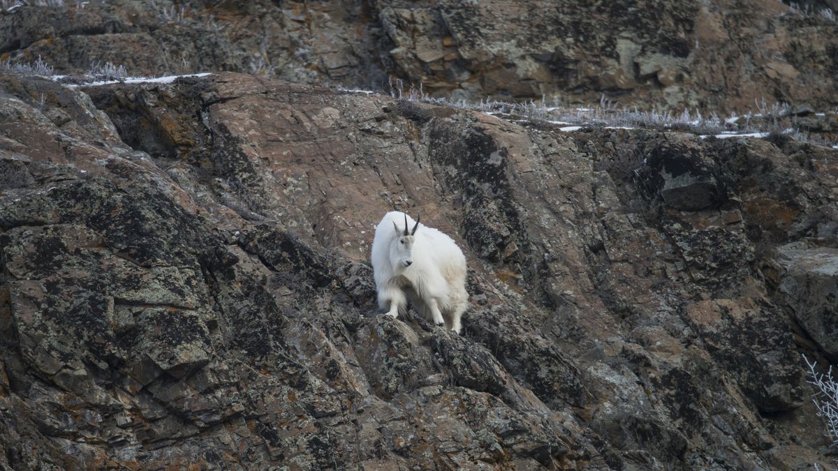 are-mountain-goats-dangerous-what-to-do-if-you-meet-one-advnture