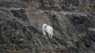 A mountain goat on a rocky cliff