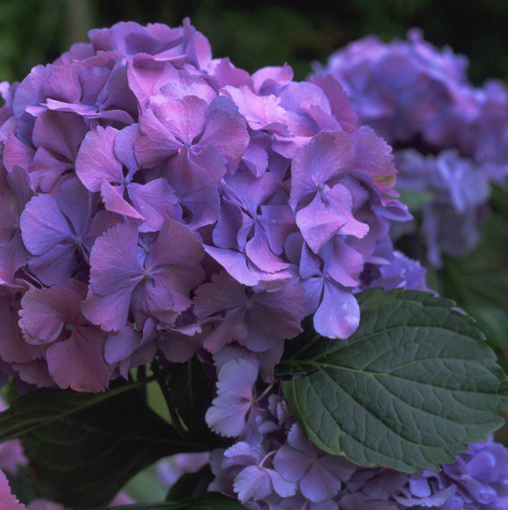 How to grow hydrangeas Gardeningetc