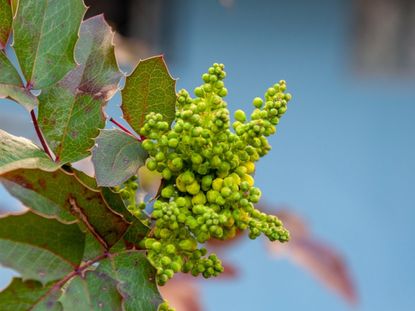 Oregon Grape Holly Plant