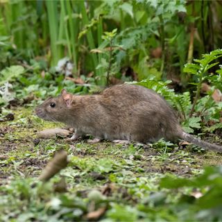 Closeup of rat in garden