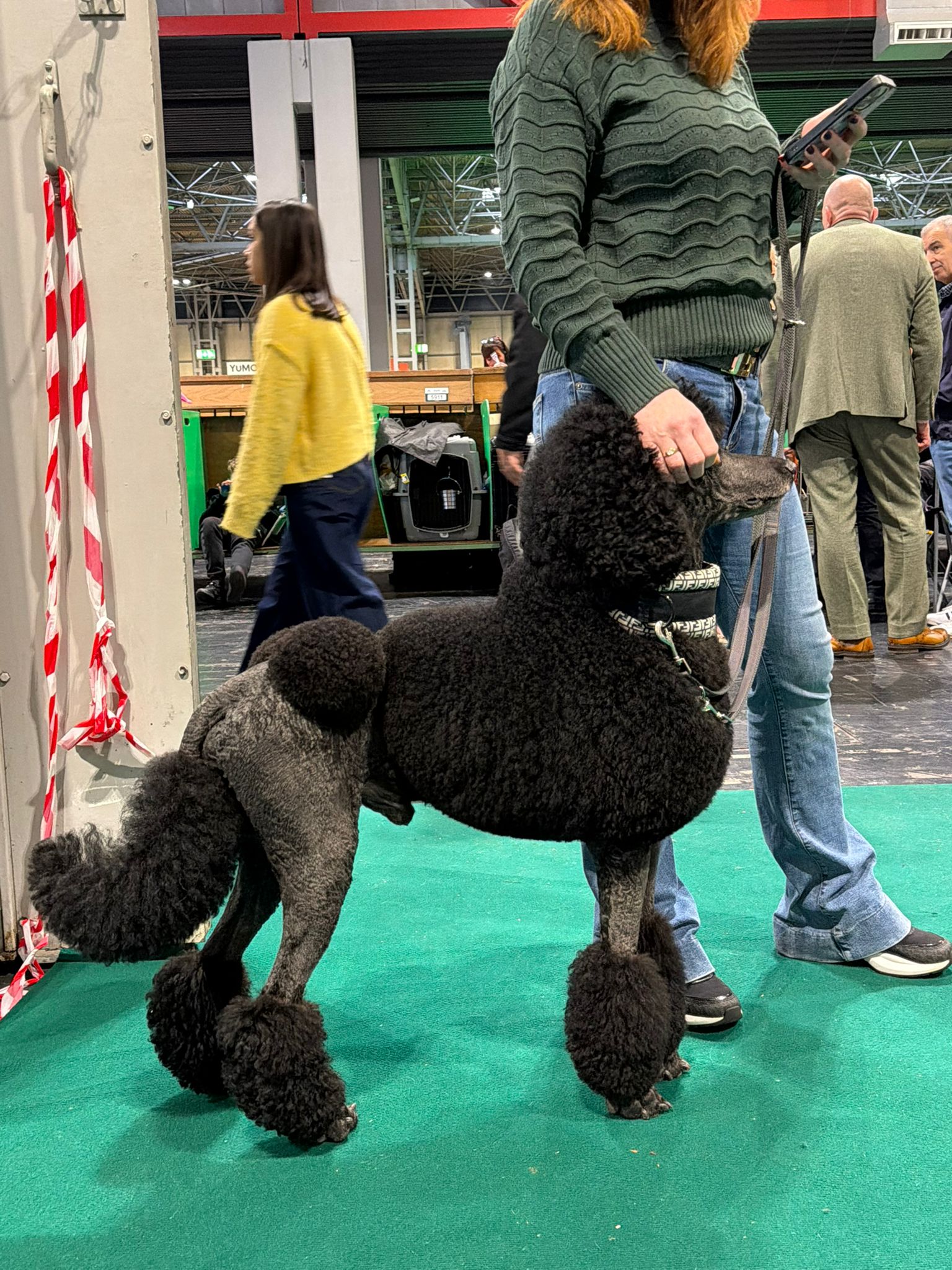 Poodle at Crufts