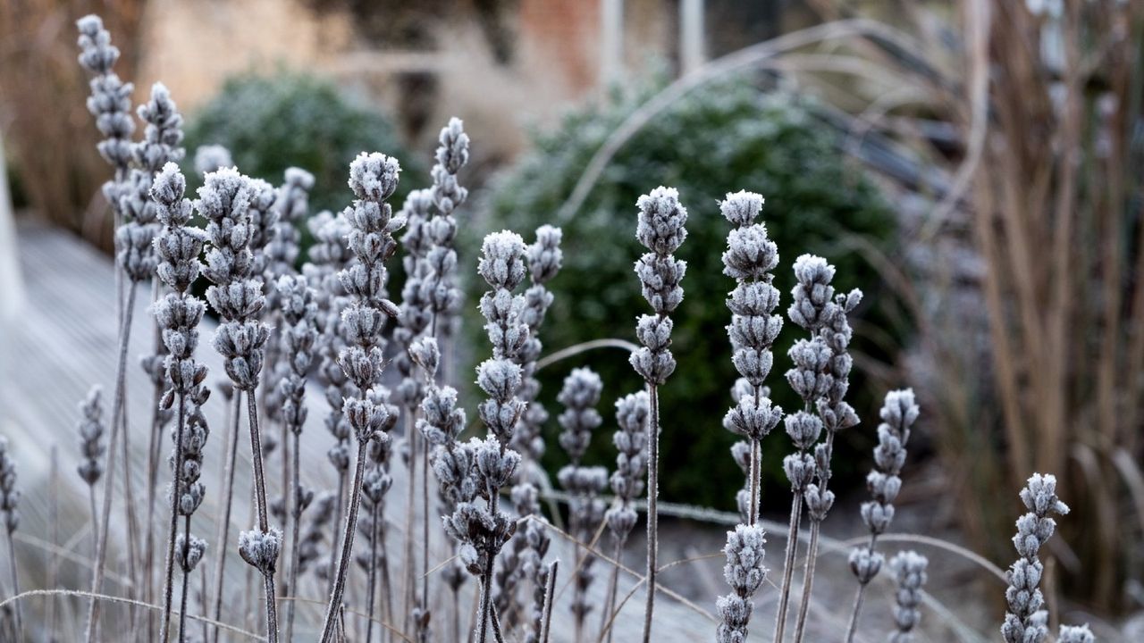 dead, frosted lavender flowers