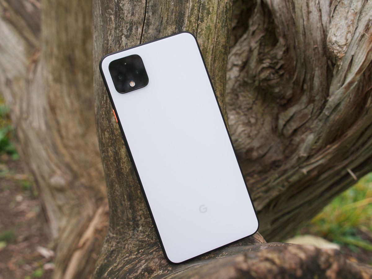 Pixel 4 XL sitting on a tree