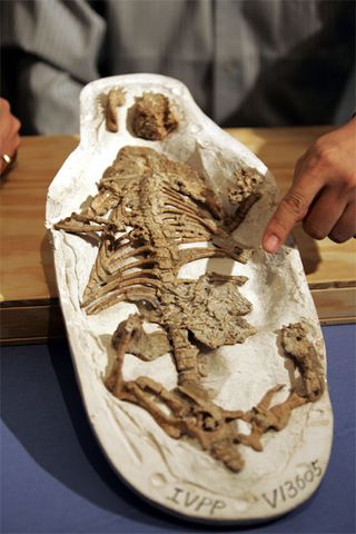 Dinosaur Fossil Found in Mammal's Stomach | Live Science