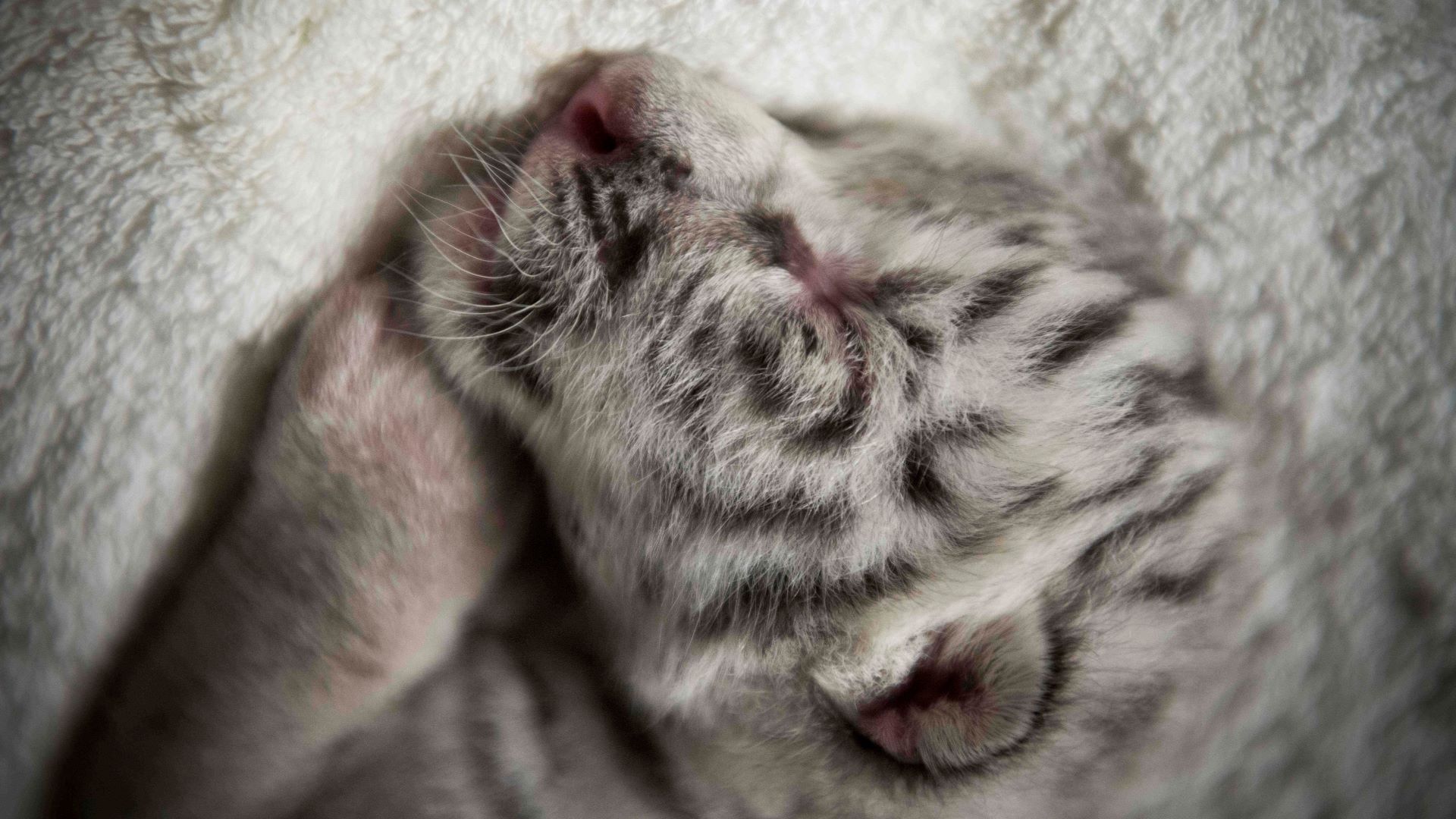 A sleeping white tiger cub