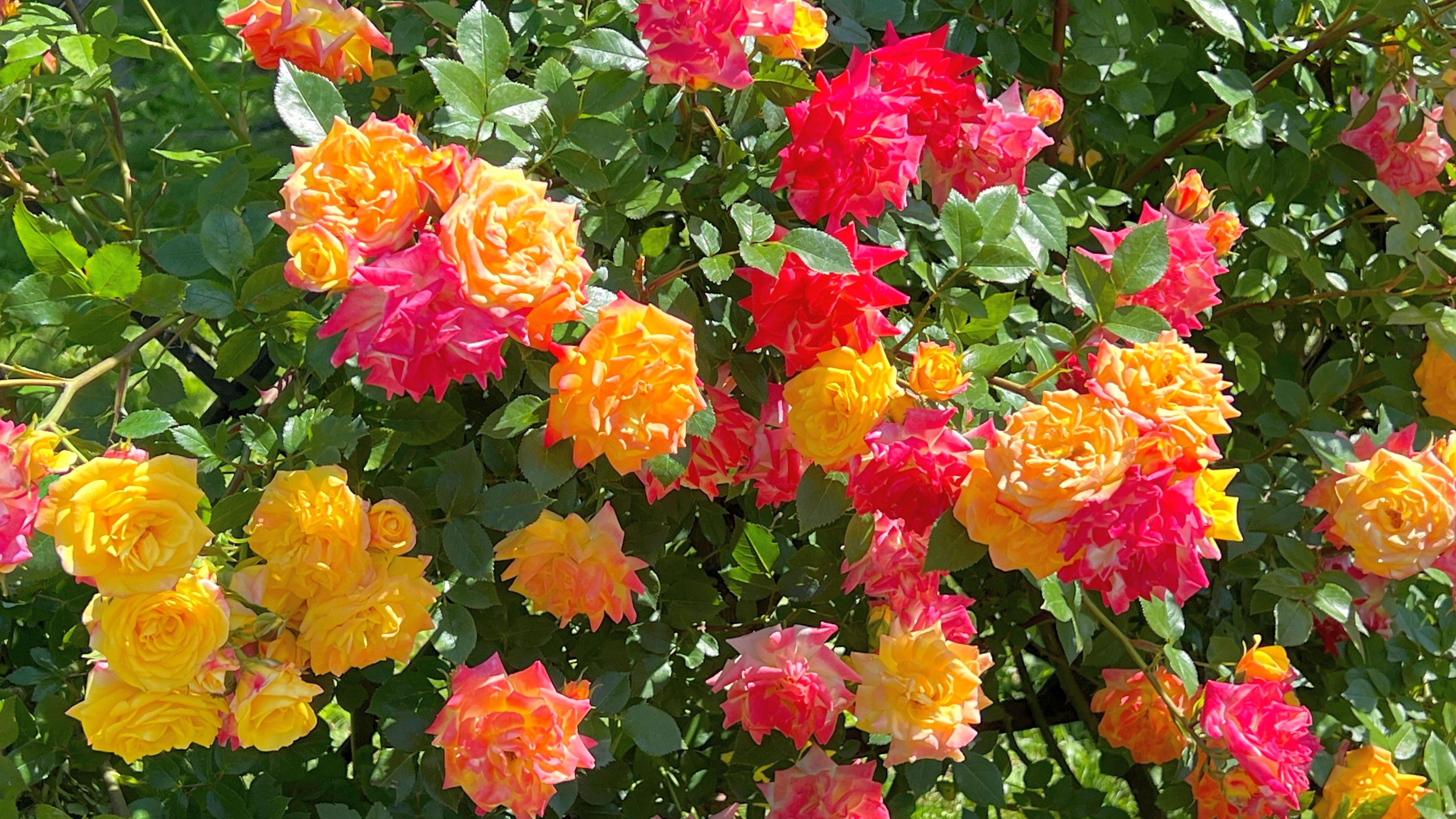 orange and pink roses