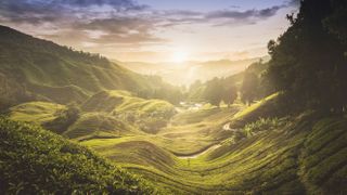 Sunset over tea plantation in Malaysia by DasMaddin