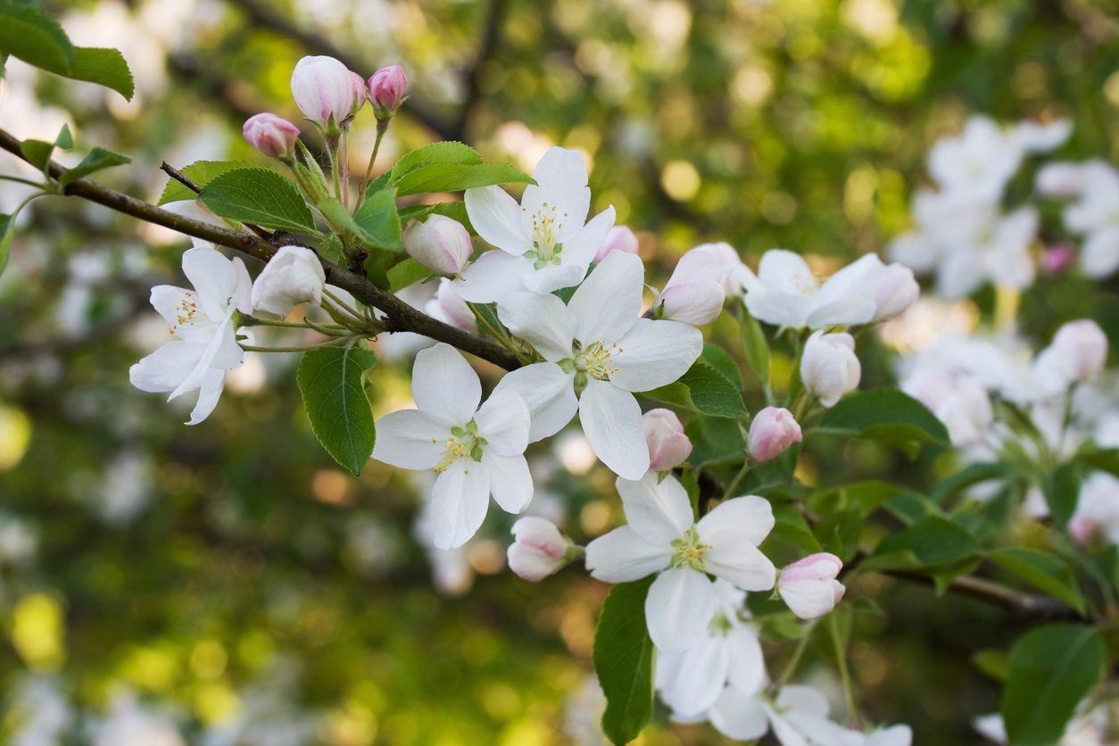 White Flowered Crabapple Tree