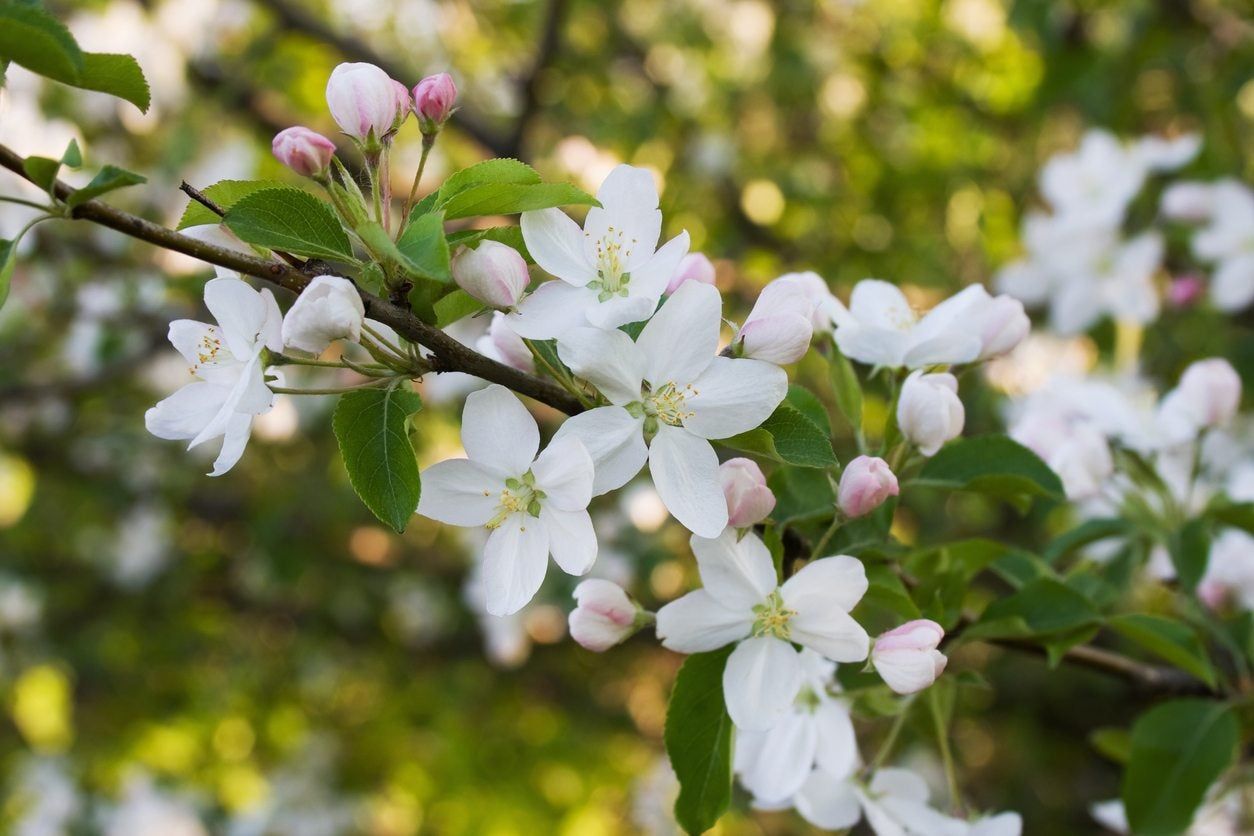 Why Crabapple Isn't Flowering Reasons For No Flowers On Crabapple