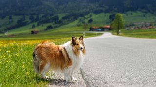 Shetland Sheepdog