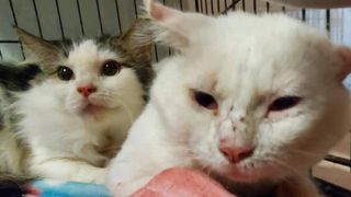 cats rescued from pet hoarder's home