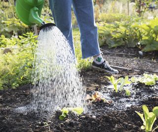 Watering the vegetable garden