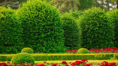 box shrubs in a row in garden