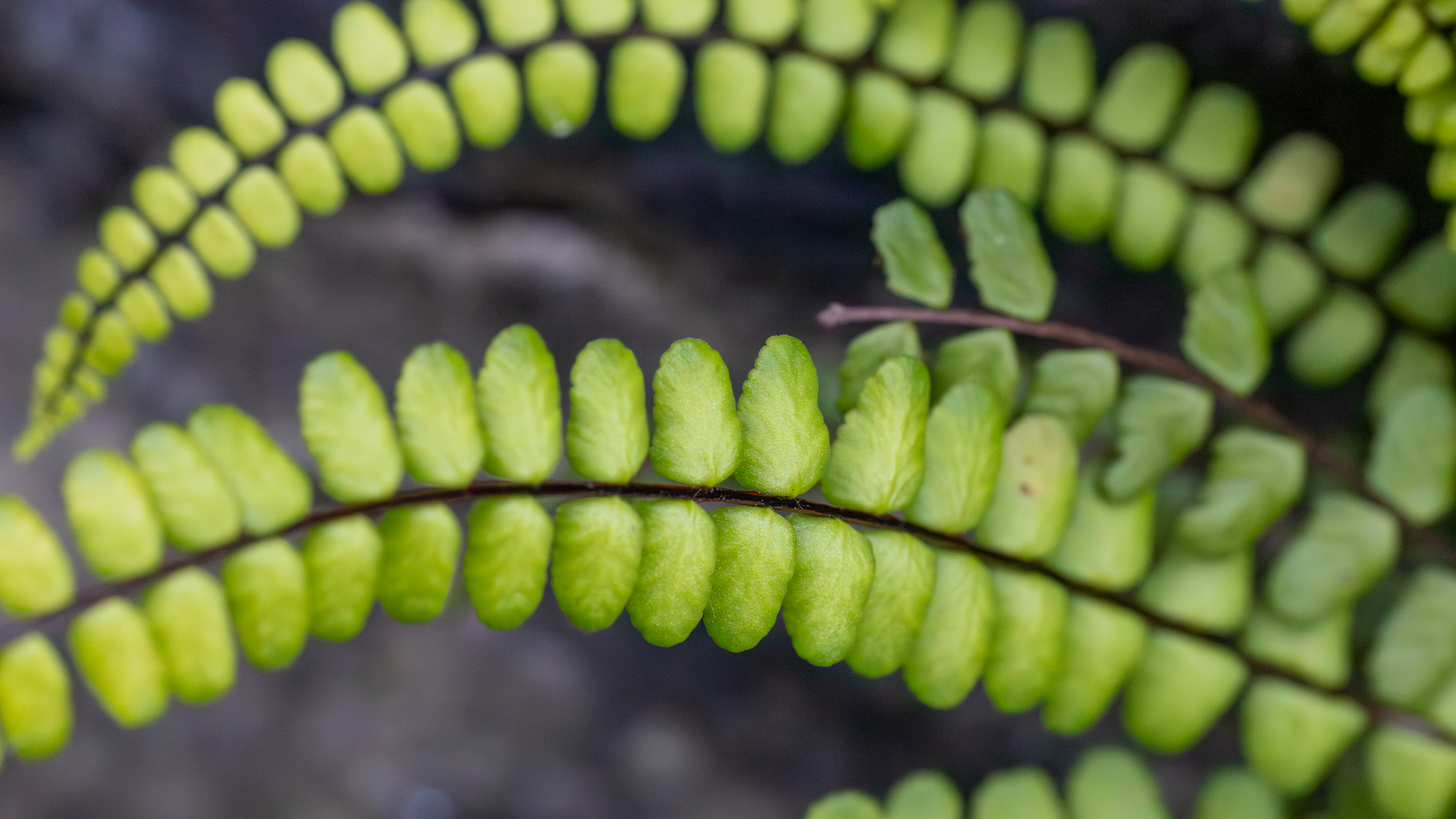 details on a green plant