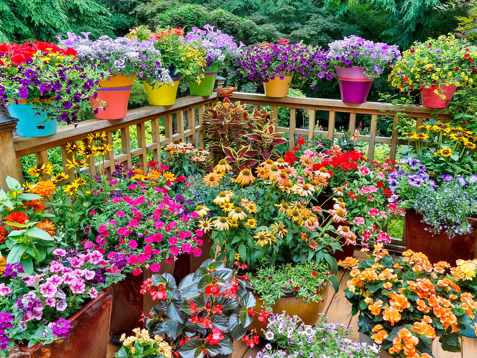 Colorful flowers and pots on deck