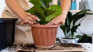 picture of cutting being planted into pot