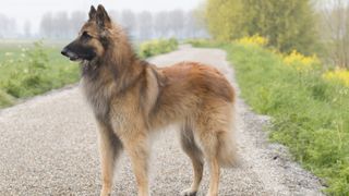 Belgian Tervuren