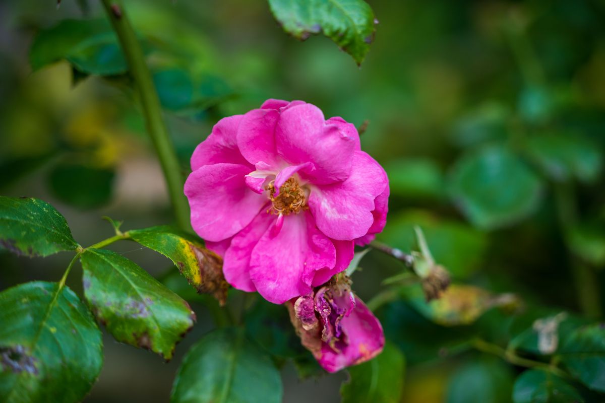 Sigma 28-105mm F2.8 DG DN Art