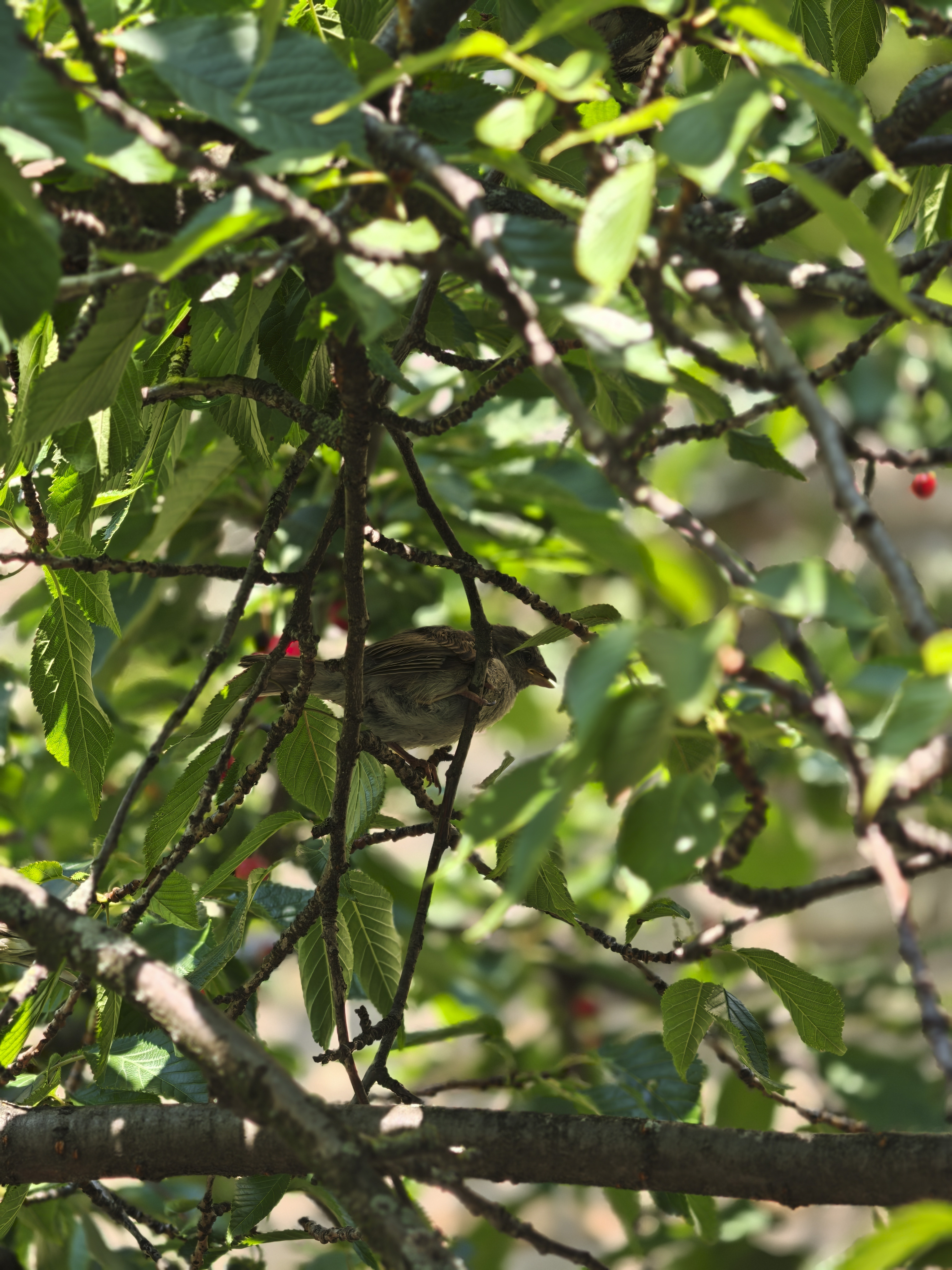 Oppo Find X8 Ultra phone sample image: bird in a tree