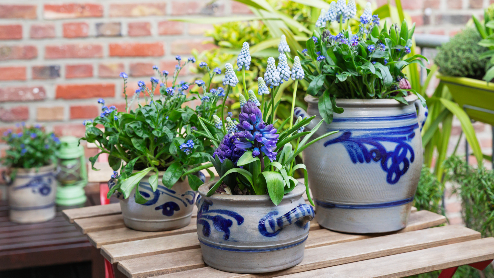 Potted hyacinths blooming in balcony garden
