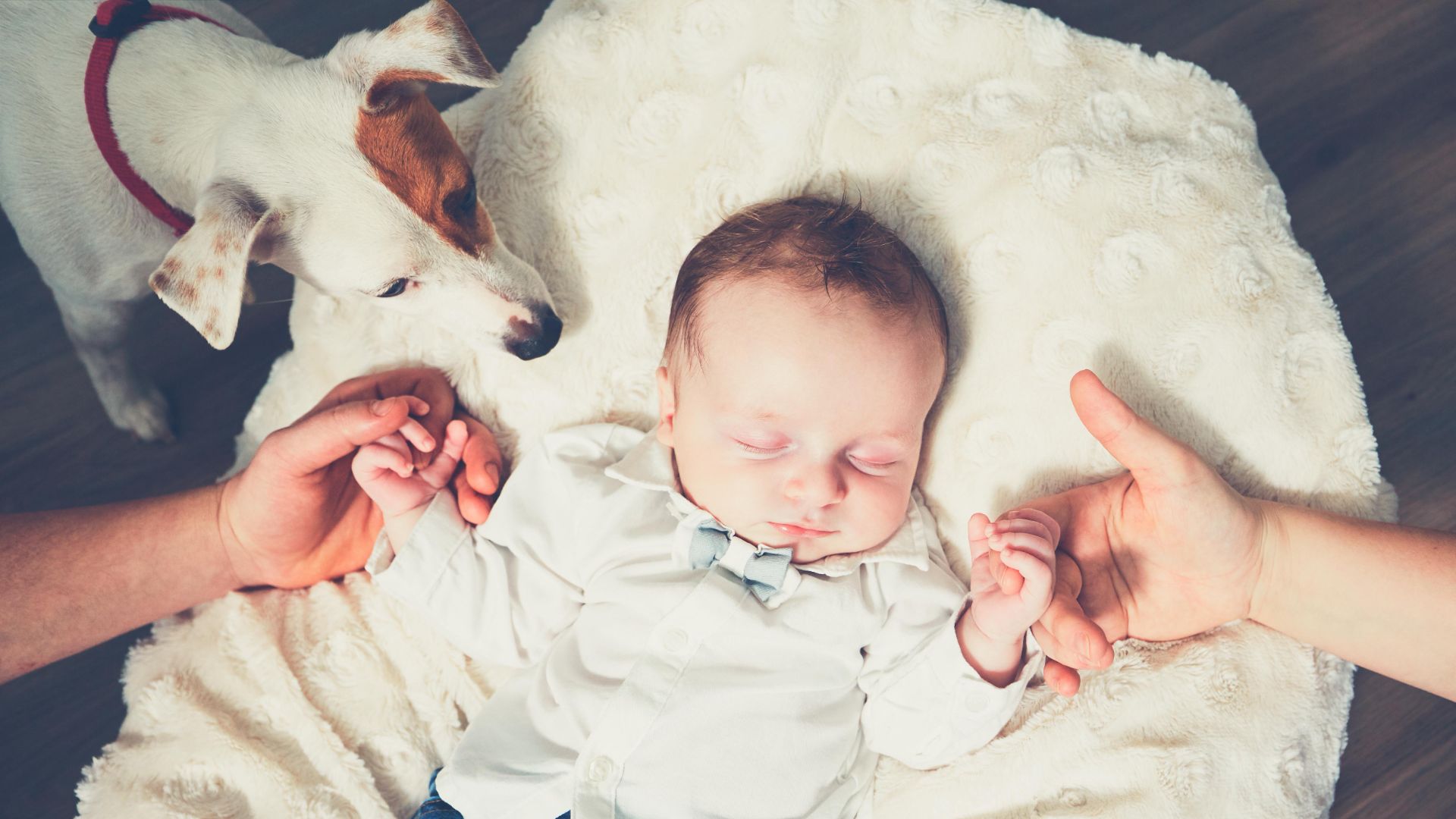 Dog sniffs sleeping baby holding hands with parents