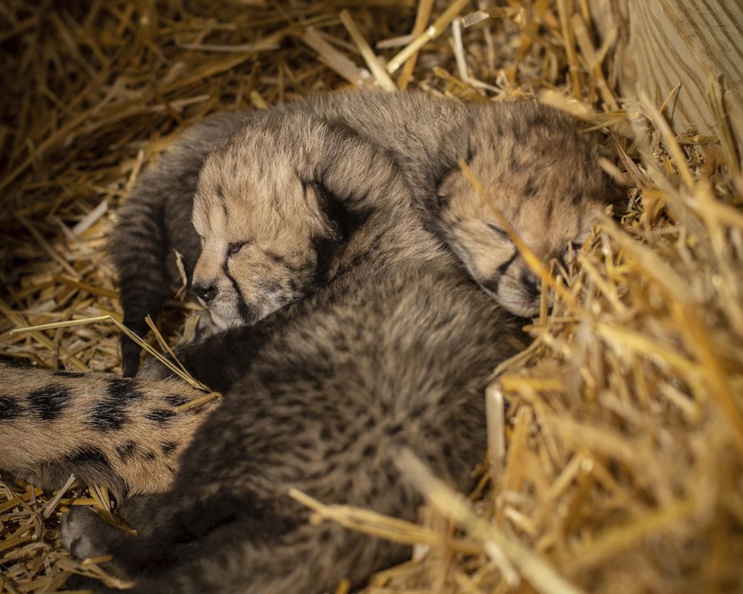 Cheetahs born at the Columbus Zoo.