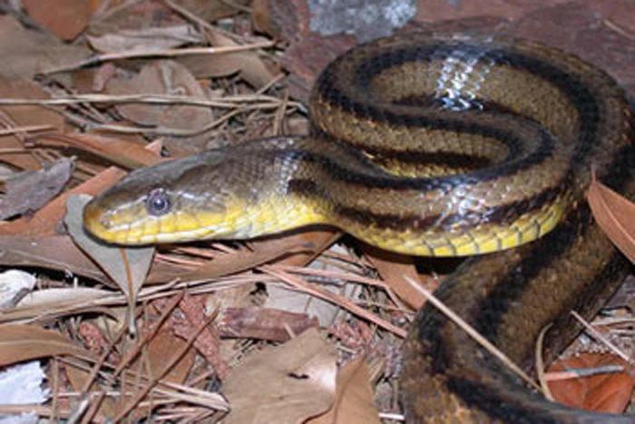 Rat Snake Facts | Live Science