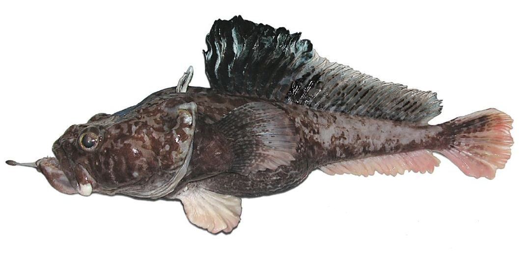 This newfound species is the hopbeard plunderfish (Pogonophryne neyelovi). It can live nearly a mile under the surface of Antarctica&#039;s Ross Sea. 