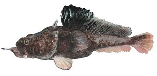 This newfound species is the hopbeard plunderfish (Pogonophryne neyelovi). It can live nearly a mile under the surface of Antarctica's Ross Sea. 