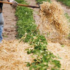 Farmer mulching strawberry field with straw