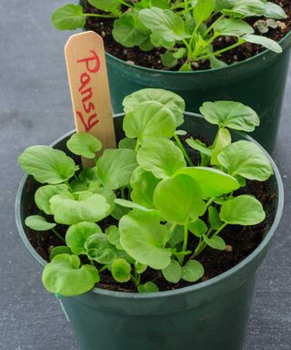 pansy seedlings in pot