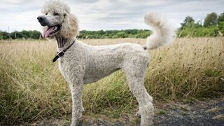 side profile of a white standard poodle in a meadow