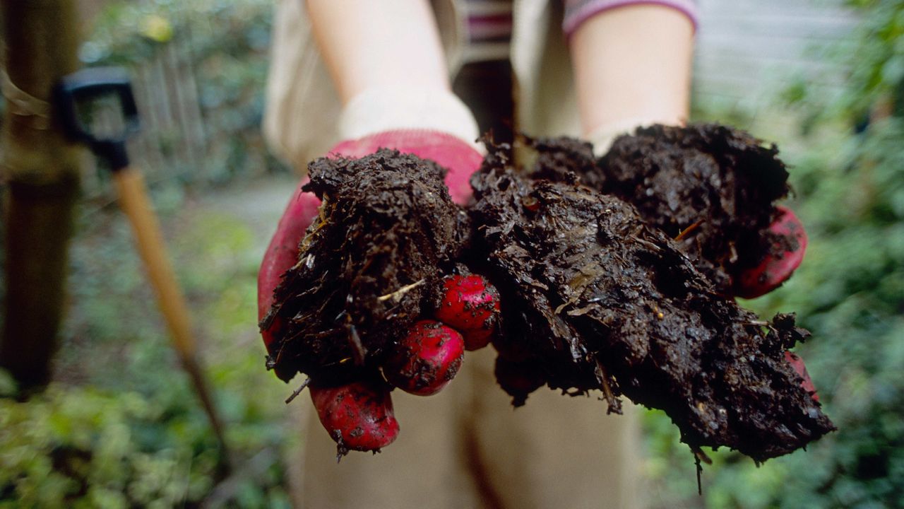 cheap compost online