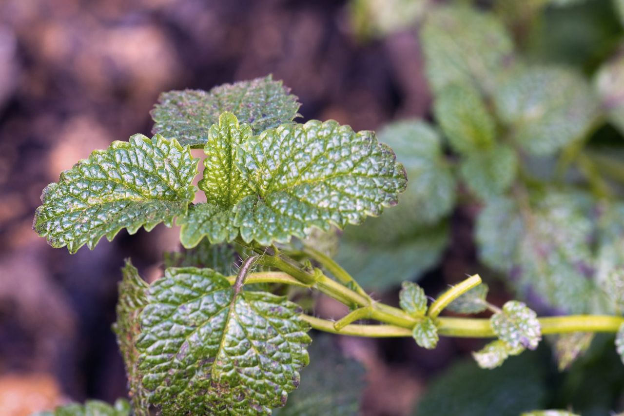 Lemon Balm Weeds