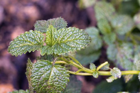 Lemon Balm Weeds