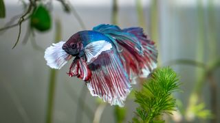 Betta fish