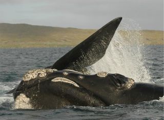 right-whales-110629-02