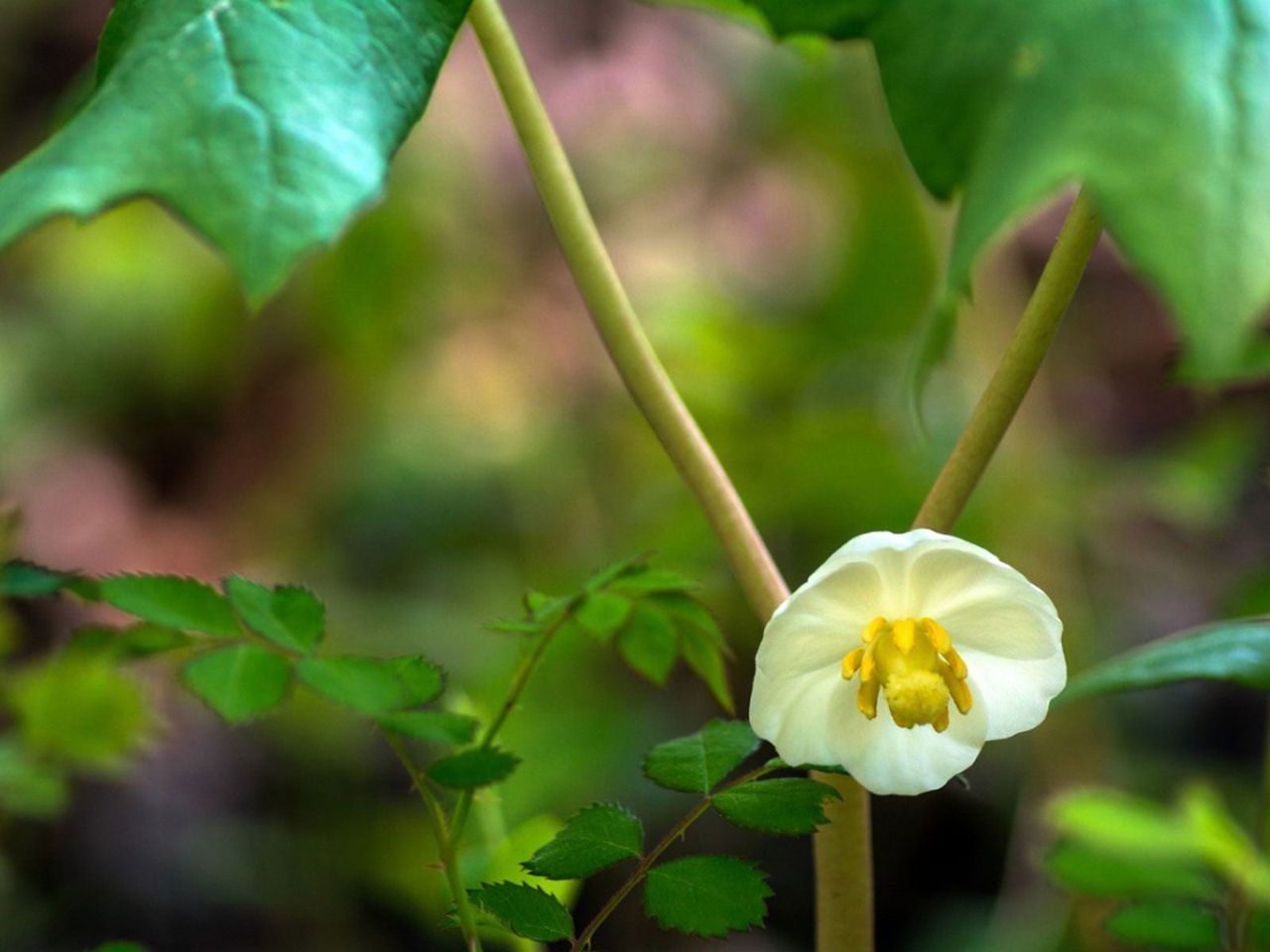 White Wildflower