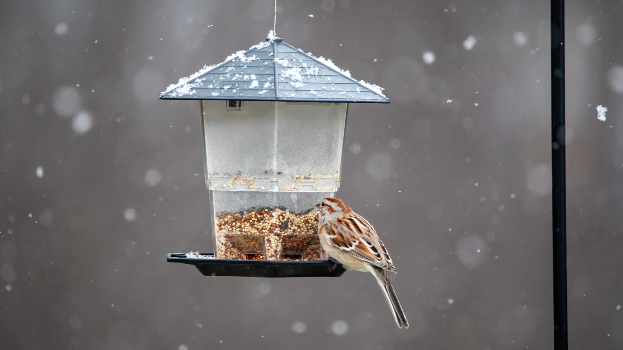 bird on a feeder in winter 