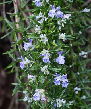 Close up of the trailing stems and flowers of the prostrate rosemary, Salvia rosmarinus (Prostratus Group)