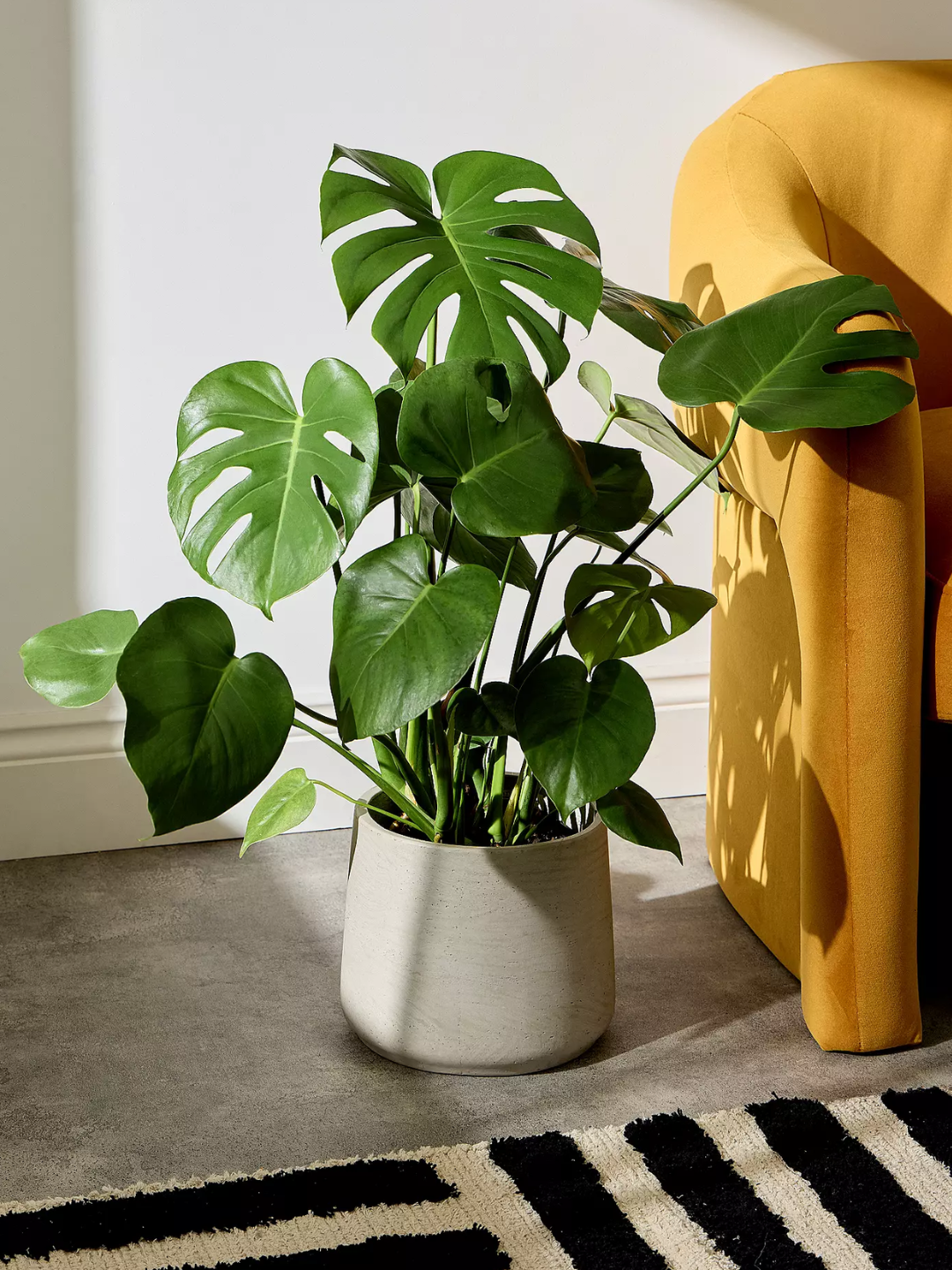 A potted monstera by a yellow armchair and a striped rug