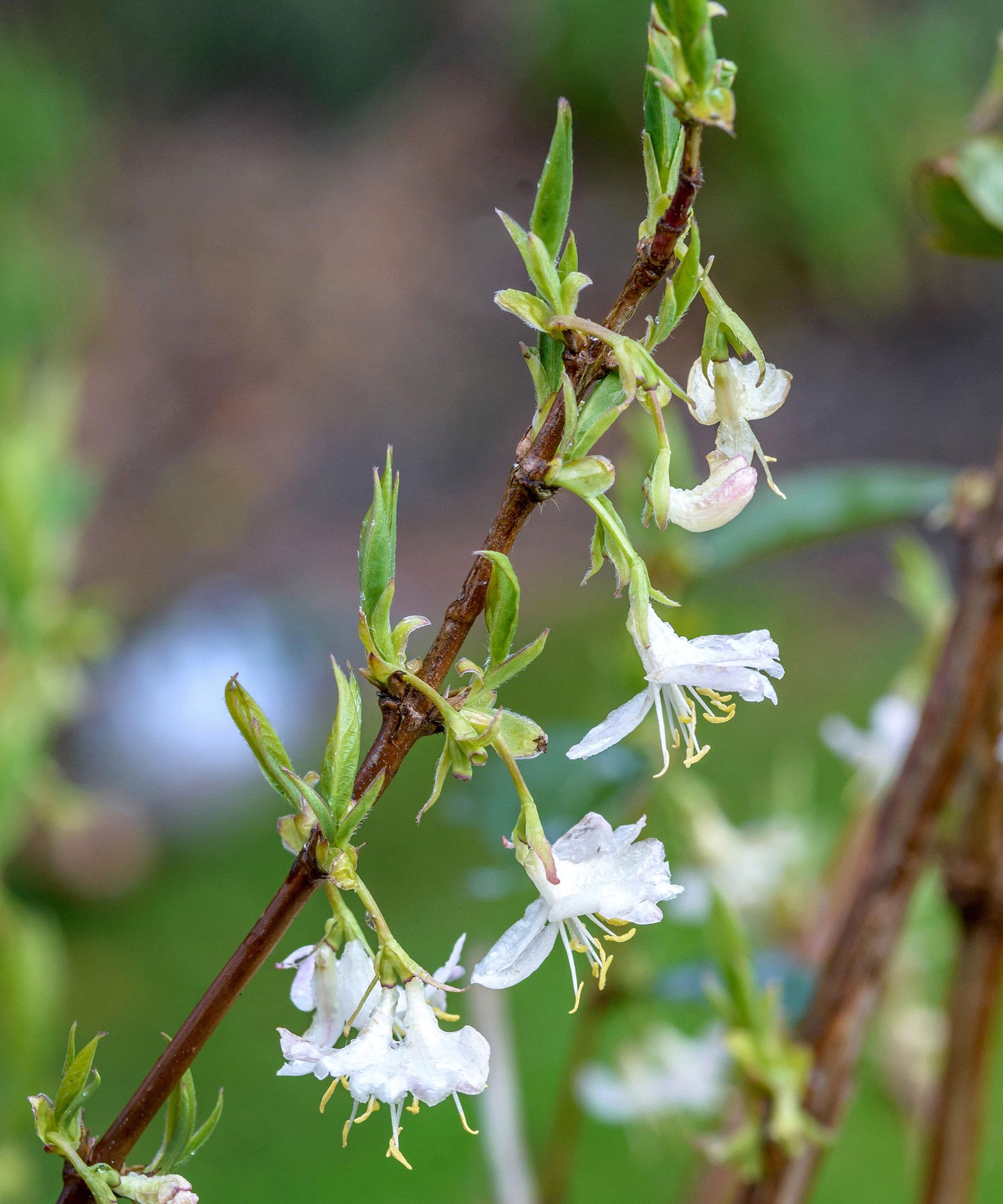Best winter garden plants 19 picks for seasonal color Gardeningetc