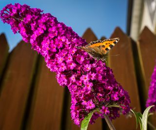 fence and buddleia with butterfly on flower head