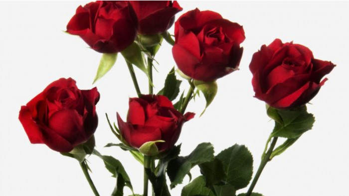 Best flower delivery service